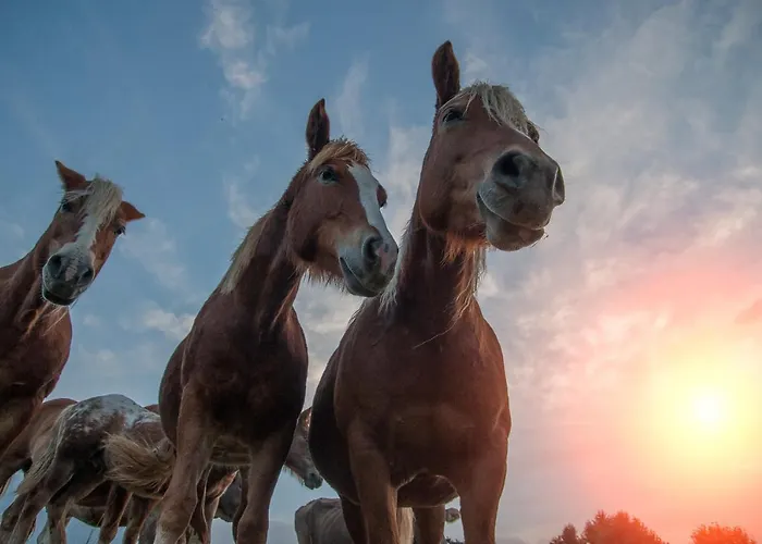 Spidsbergseter Rondane *