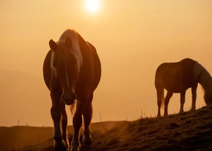 Hotell Spidsbergseter Rondane *