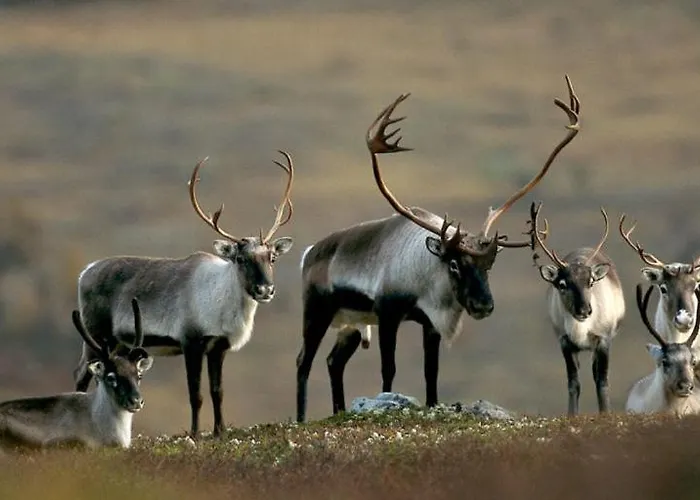 Hotell Spidsbergseter Rondane *