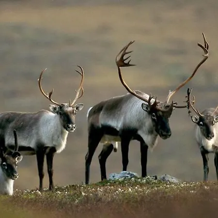מלון Spidsbergseter Rondane *